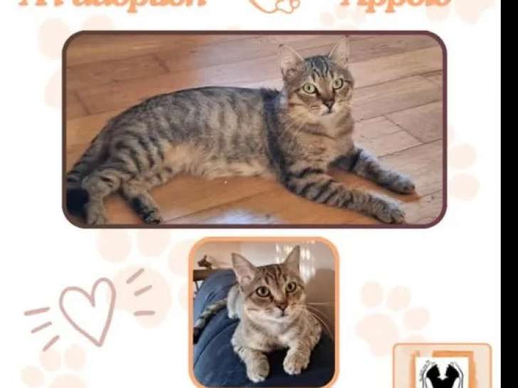 Chat de 2 ans en attente d’adoption