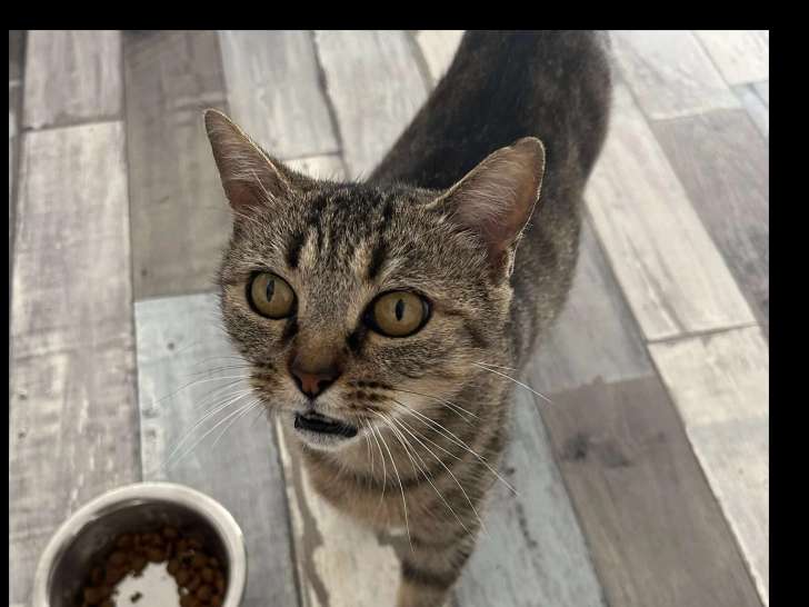 Chatonne de 6 mois prête pour l’adoption