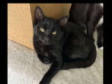 Chaton femelle noir en attente d’une famille