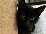 Chaton femelle noir en attente d’une famille