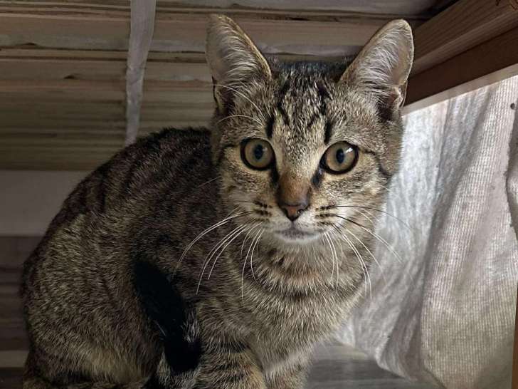 Chaton mâle de 6 mois à accueillir