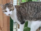 Chaton mâle gris et blanc en quête d’une famille