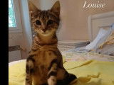 Adoption disponible : chatonne tigrée