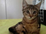 Adoption disponible : chatonne tigrée