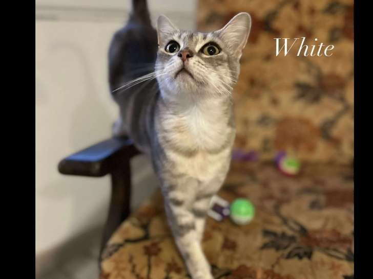 Chatte tigrée grise à la recherche d’un foyer