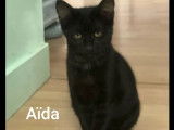 À adopter, chatonne de 4 mois