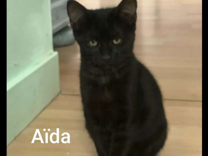 À adopter, chatonne de 4 mois