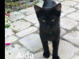 À adopter, chatonne de 4 mois