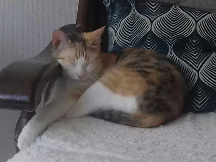 Disponible à l’adoption, chatte âgée d’un an