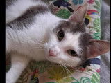En attente d’adoption, chat gris et blanc