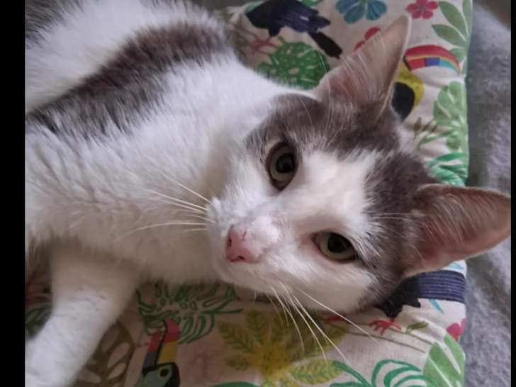 En attente d’adoption, chat gris et blanc