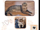 En attente d’adoption, chat gris et blanc