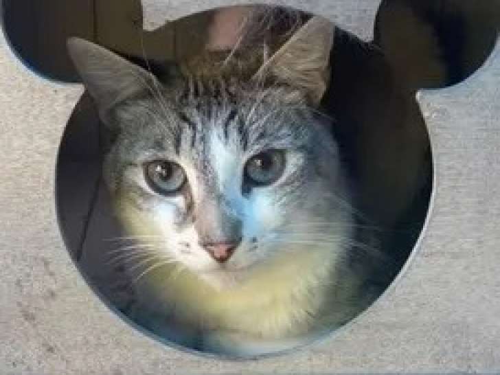 Prêt pour l’adoption, chat au pelage tigré gris