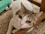 En attente d’un foyer, chat de 2 ans