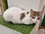 En attente d’un foyer, chat de 2 ans
