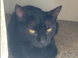 À accueillir, chatte de couleur noire