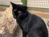 À accueillir, chatte de couleur noire