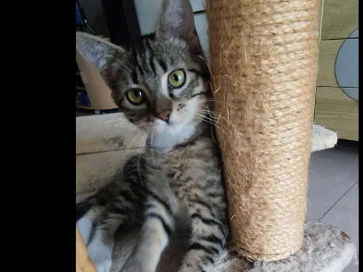 En quête d’une famille, chatonne de 5 mois
