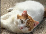 Adoption disponible : chat roux et blanc
