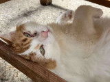 Adoption disponible : chat roux et blanc