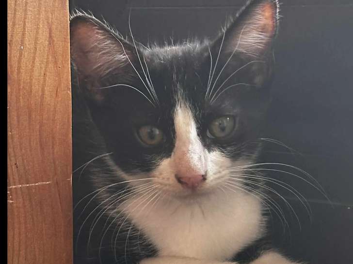 À la recherche d’une famille, chaton femelle noir et blanc