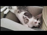 À adopter : chaton mâle tigré gris