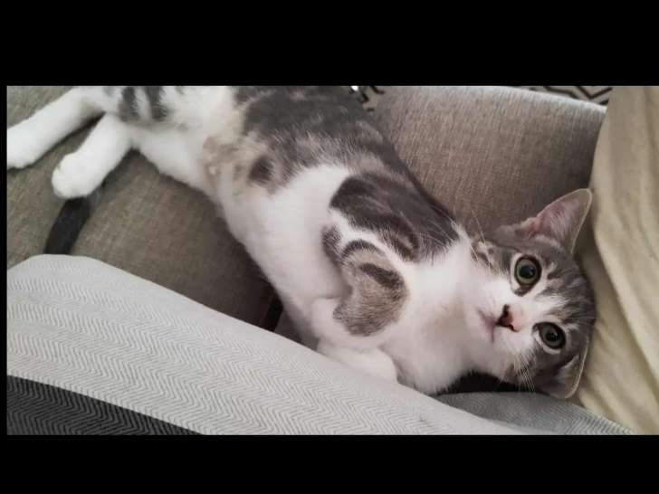 À adopter : chaton mâle tigré gris