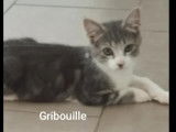 À adopter : chaton mâle tigré gris