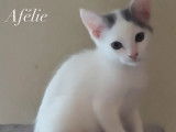 Disponible à l'adoption : chatonne de 6 mois