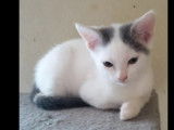 Disponible &agrave; l'adoption : chatonne de 6 mois