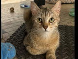 En attente d'adoption : chatte de couleur tigrée