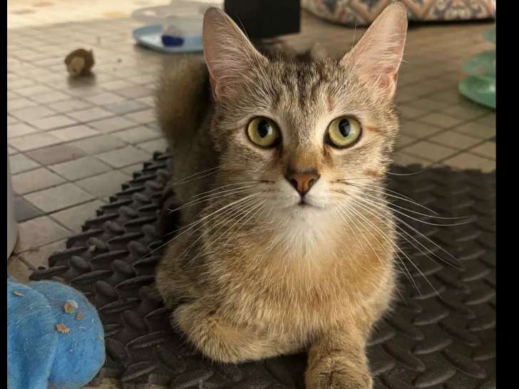 En attente d'adoption : chatte de couleur tigrée