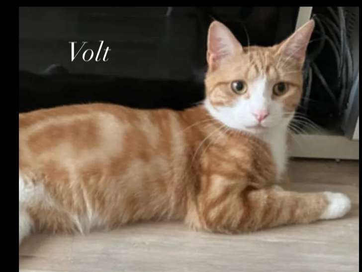 Prêt pour l’adoption : chat roux et blanc