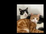 Prêt pour l’adoption : chat roux et blanc