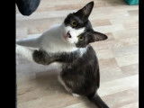 En attente d'une famille : chat noir et blanc