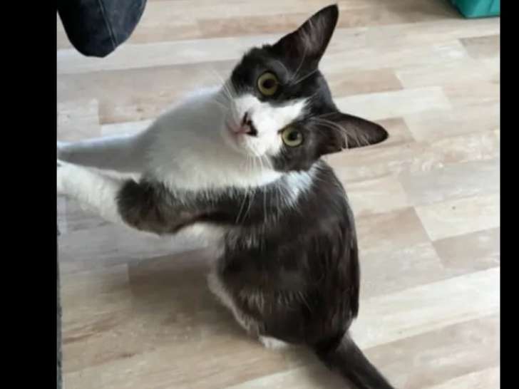 En attente d'une famille : chat noir et blanc