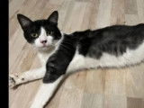 En attente d'une famille : chat noir et blanc