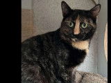 À accueillir : chatte d’un an