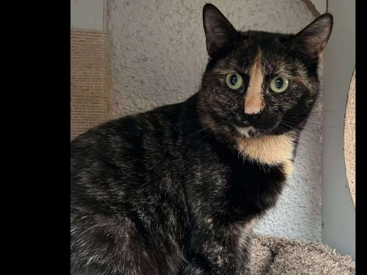 À accueillir : chatte d’un an