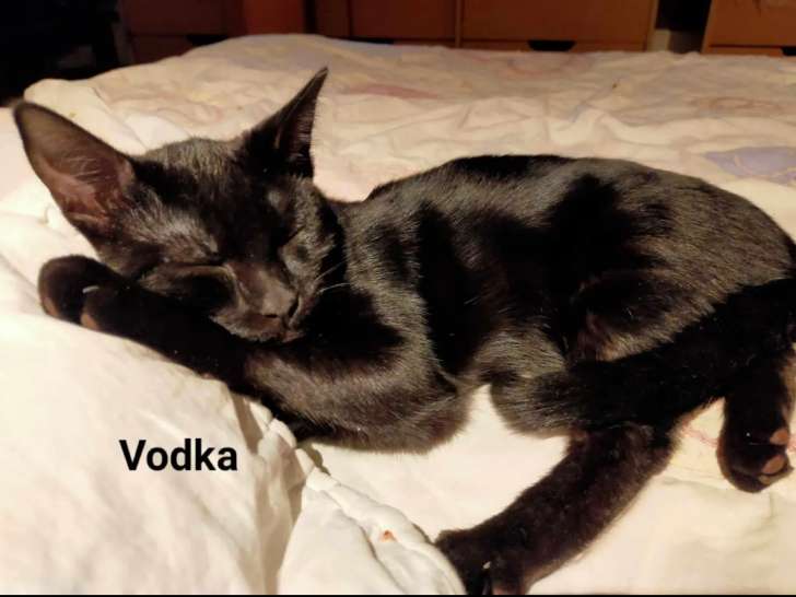 En quête d'une famille : chatte de couleur noire