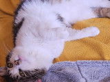 Adoption disponible : chat tigré blanc