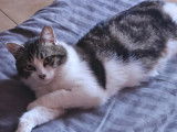Adoption disponible : chat tigré blanc