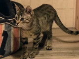 Chaton mâle de 6 mois disponible à l'adoption