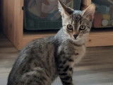 Chaton mâle de 6 mois disponible à l'adoption