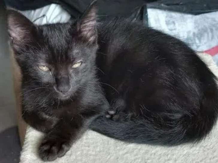 Chatonnes âgées de 5 mois en attente d'adoption