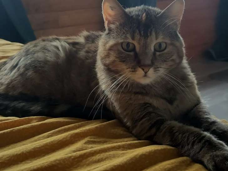 Chatte tigrée rousse prête pour l’adoption