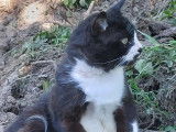 Chat noir et blanc en attente d'un foyer