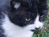 Chat noir et blanc en attente d'un foyer