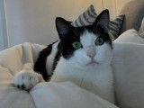Adoption disponible : chatte noire et blanche