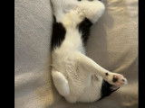 Adoption disponible : chatte noire et blanche